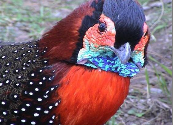 Westelijke tragopaan