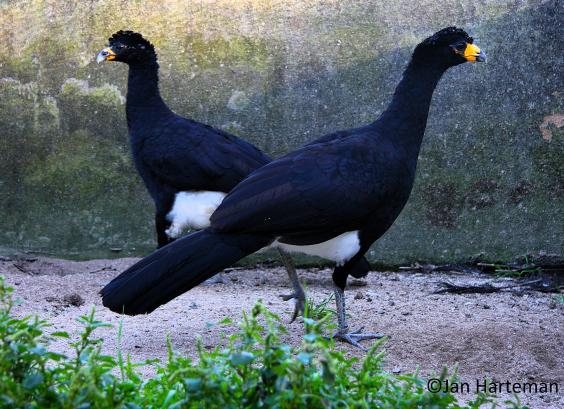 Koppel Crax alector alector