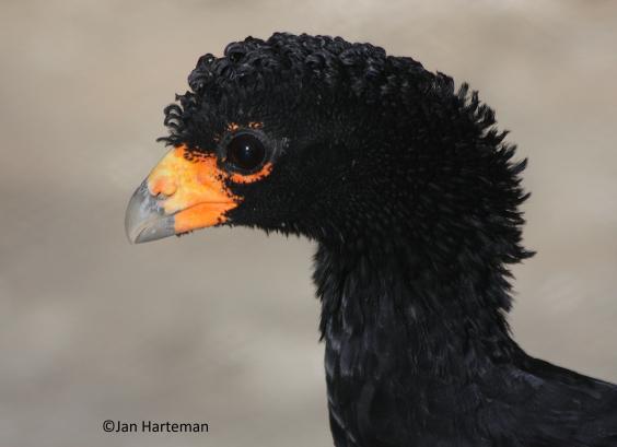 Crax alector erythrognatha