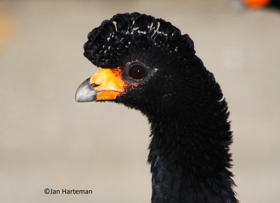 Crax alector erythrognatha