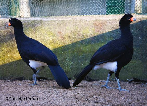 Crax alector erythrognatha