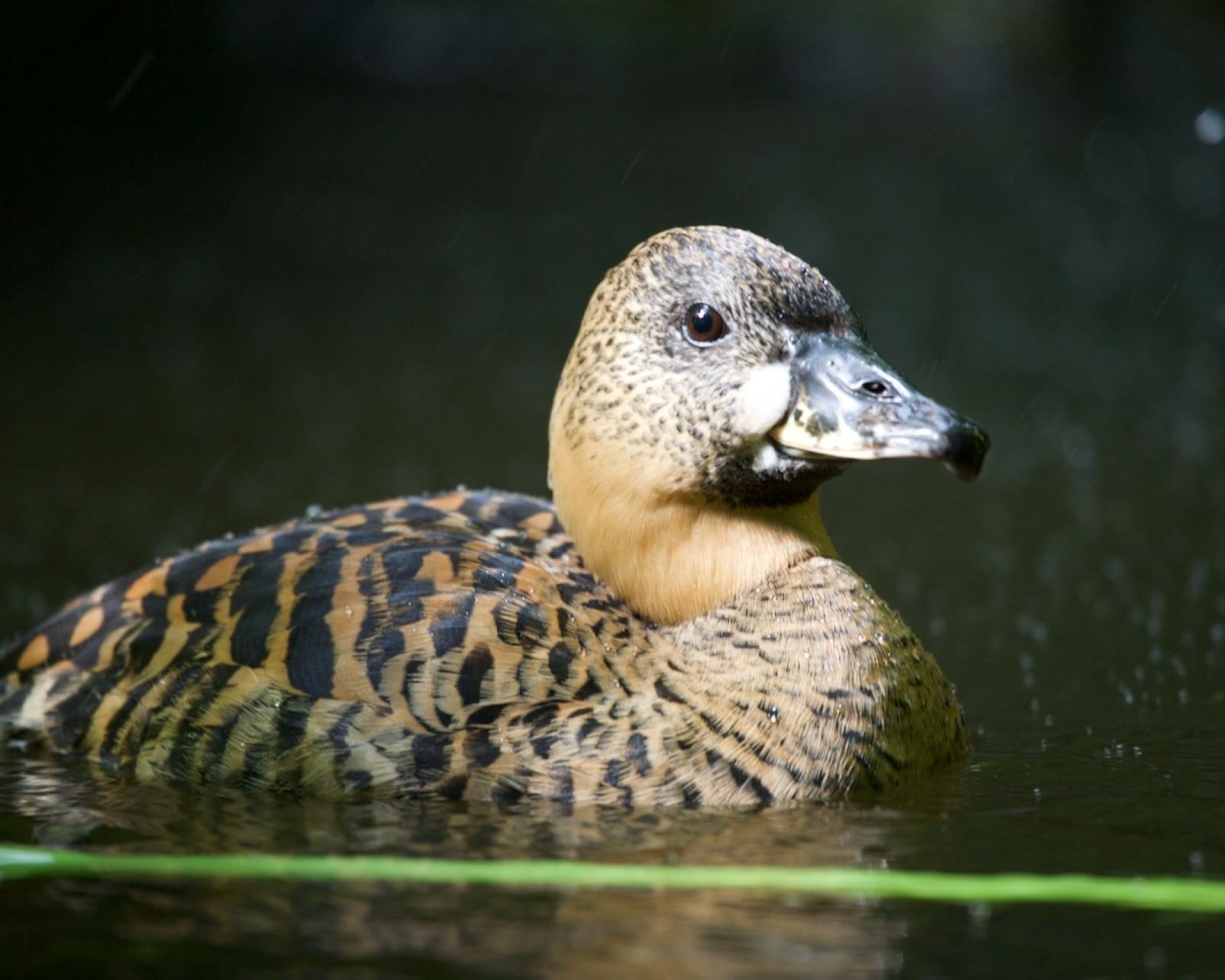 Witrugeend (Afrikaanse)