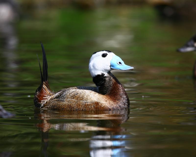 Witkop stekelstaarteend