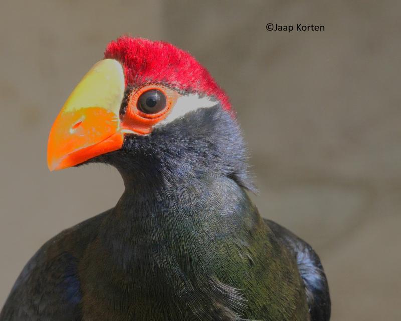 Schild toerako kopstudie