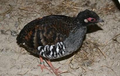 Sumatraanse bospatrijs