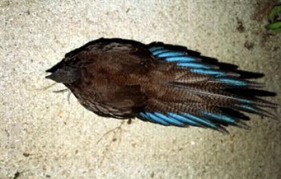 Bronsstaart pauwfazant