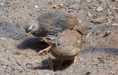 Hildebrandts frankolijn