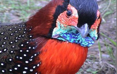 Westelijke tragopaan