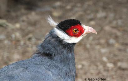 Blauwe oorfazant kopstudie