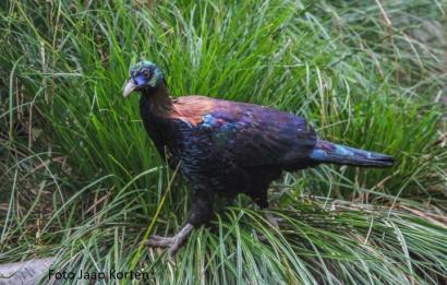 Chinese glansfazant haan