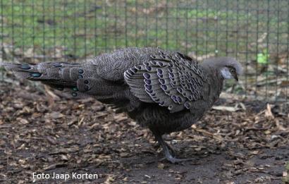 Chinquis pauwfazant haan