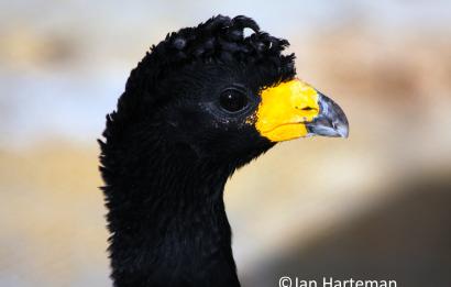 Crax alector alector