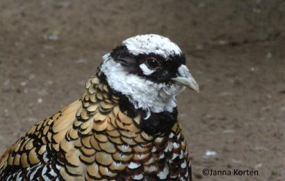 Koningsfazant haan kopstudie