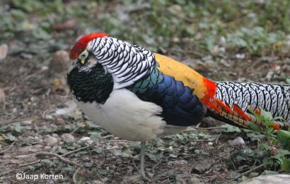 Lady Amherst fazant haan