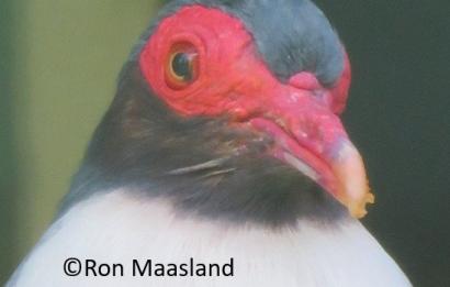 Nieuw Guinea bergduif