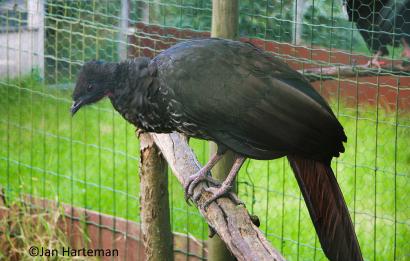 Penelope purpurascens