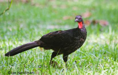 Penelope superciliaris