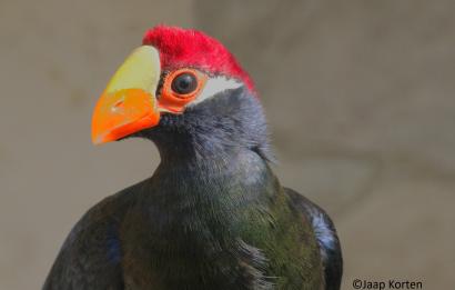 Schildtoerako kopstudie