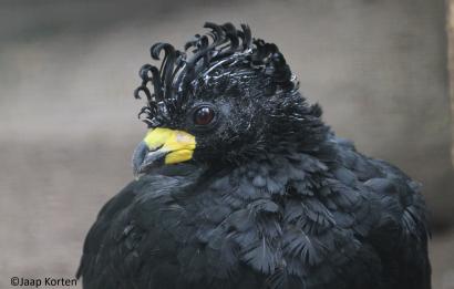 Sclater's hokko haan kopstudie