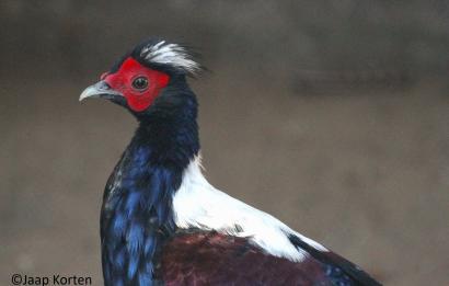 Swinhoe's fazant haan kopstudie