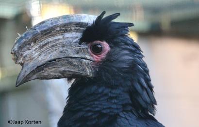 Trompetneushoornvogel man kopstudie