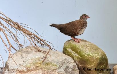 Ptilopachus petrosus