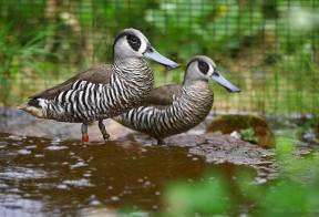 Pink-eared ducks, Roze-oor eenden