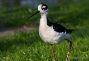 Mexicaanse steltkluut