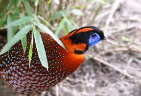 Tragopan temminckii