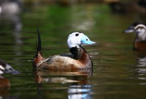 Witkop stekelstaarteend