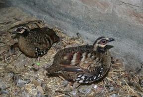 Bruinborst bospatrijs