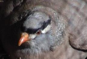 Perzische zandpatrijs