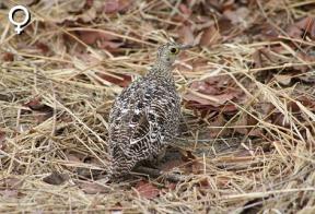 Dubbelbandzandhoen hen