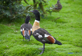 Australische casarca