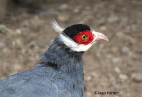 Blauwe oorfazant kopstudie