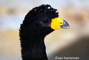 Crax alector alector