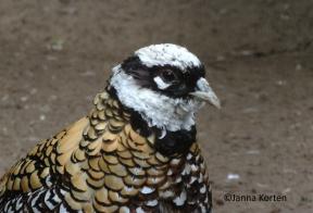 Koningsfazant haan kopstudie