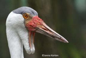 Lelkraanvogel kopstudie