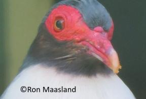 Nieuw Guinea bergduif