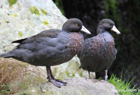 Nieuw-Zeelandse Blauwe eend