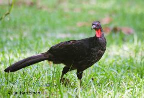 Penelope superciliaris