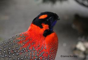 Satyrtragopaan haan kopstudie