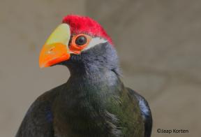 Schildtoerako kopstudie