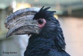 Trompetneushoornvogel man kopstudie