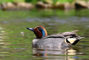 Wintertaling (europese)