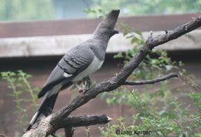  Naam Witbuik toerako