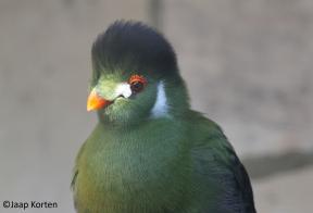 Witwang toerako kopstudie