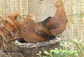 Indonesische koekoeksduif