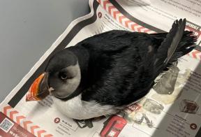 Verzwakte papegaaiduiker aangetroffen