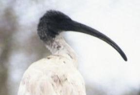 Australische witte ibis